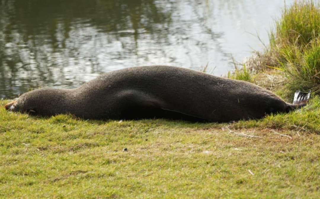 The seal was spotted in the Gordon Carmichael Reserve over the Matariki weekend in July 2024.