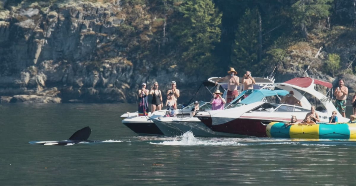 ‘They’re coming right for you’: Orcas swim up to boaters in B.C.’s Howe Sound - CTV News
