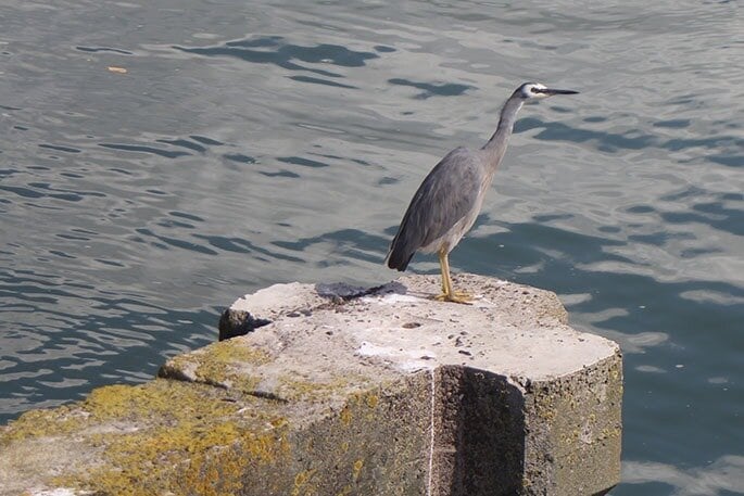  A white-faced heron on the Hairini Bridge. Photo / Rosalie Liddle Crawford