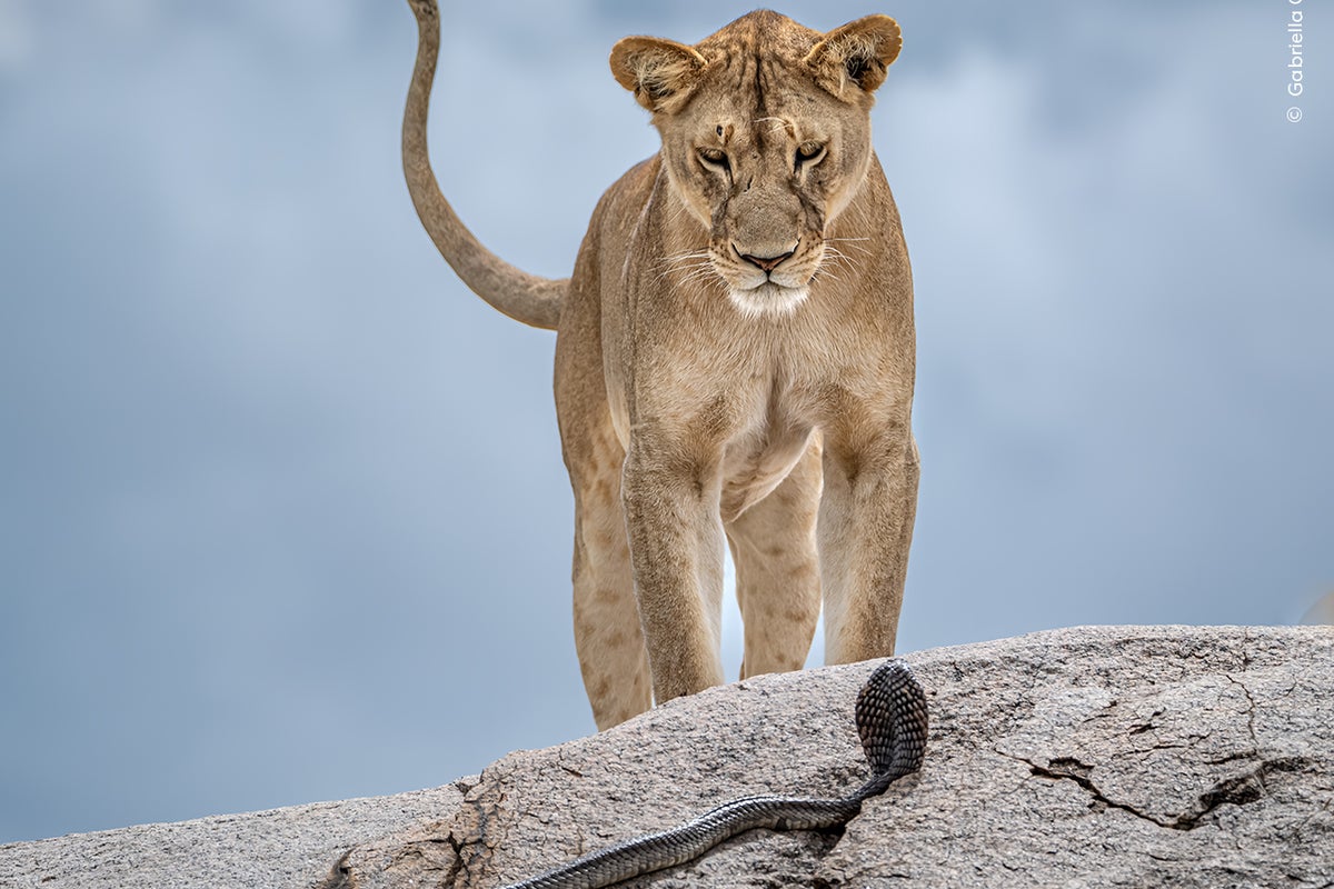 Wasp on a broomstick and cobra faces a lion: An early look at Wildlife Photographer of the Year 2025