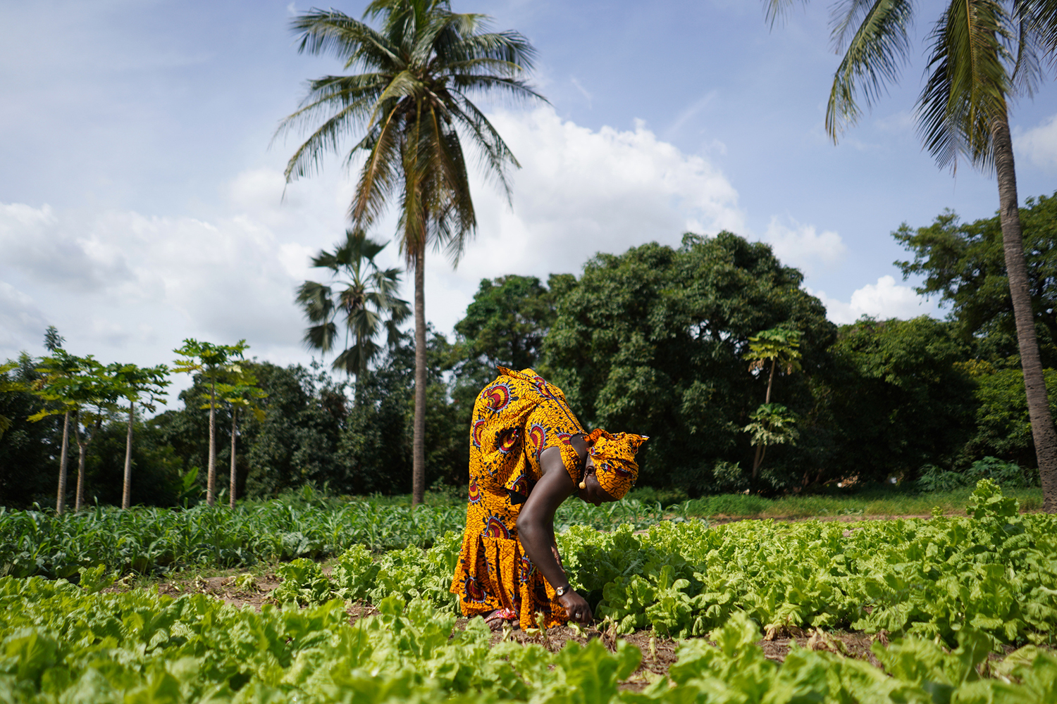 Image of a woman tending to crops in Bamako, Mali.