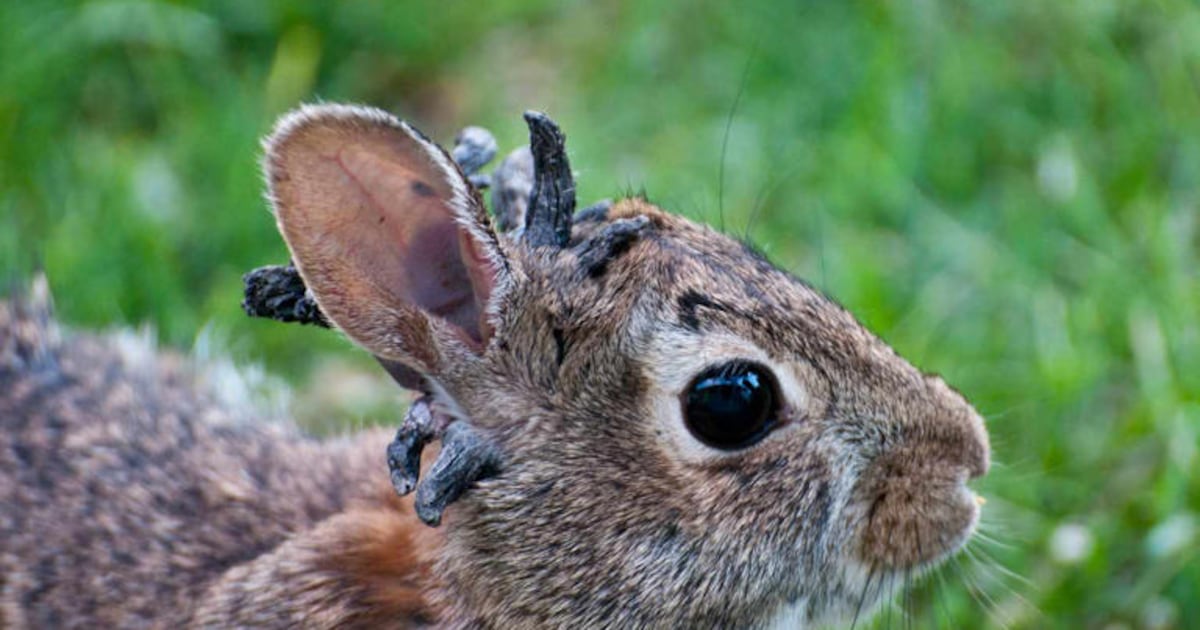Rabbits with ‘horns’ in Colorado are being called ‘Frankenstein bunnies.’ Here’s why - CTV News
