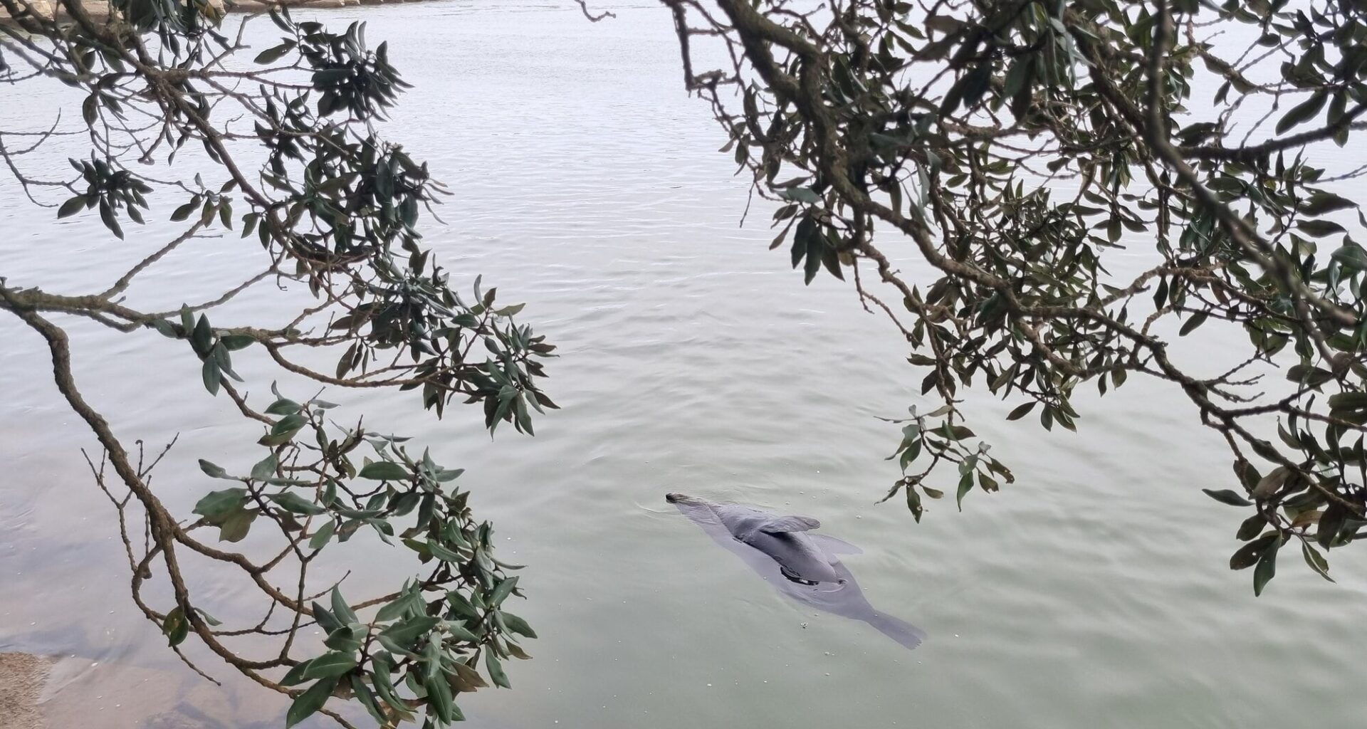 SunLive - Seal silly season: Eel today, gone tomorrow