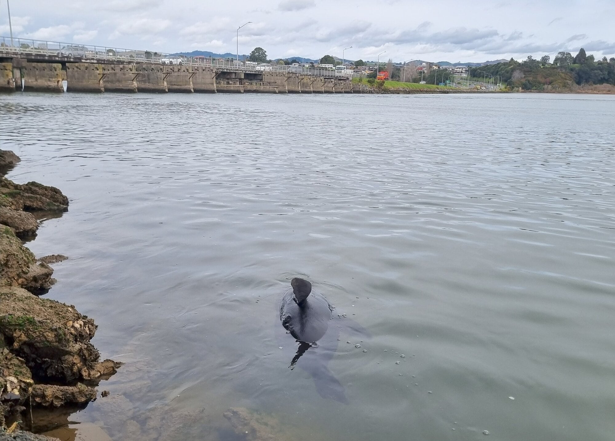  A seal was spotted enjoying Tauranga Harbour near the Hairini Bridge this week.  Photo / Supplied.