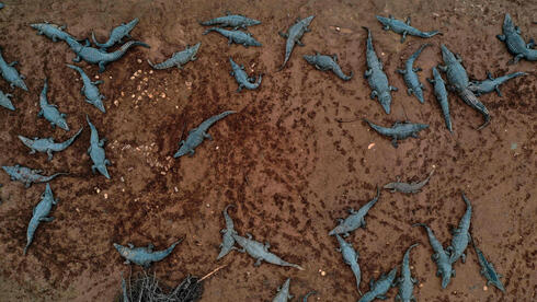 Authorities kill hundreds of gators after kids throw stones at them