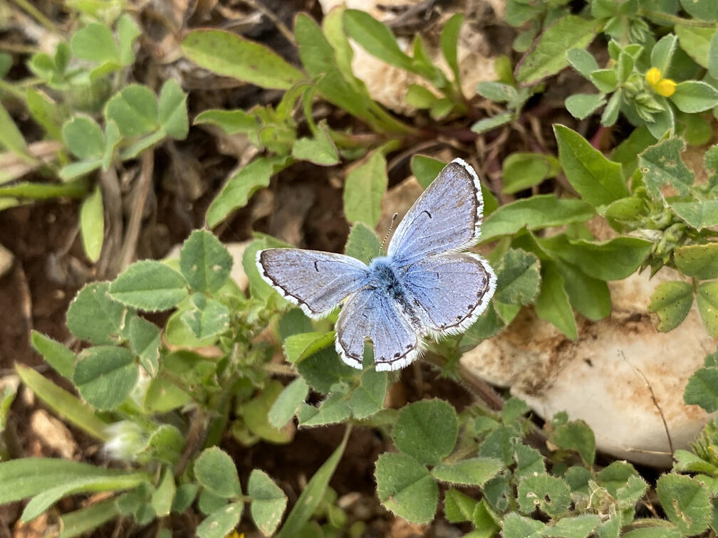 תכליל האזוב בדרך אל מערת המקדש
