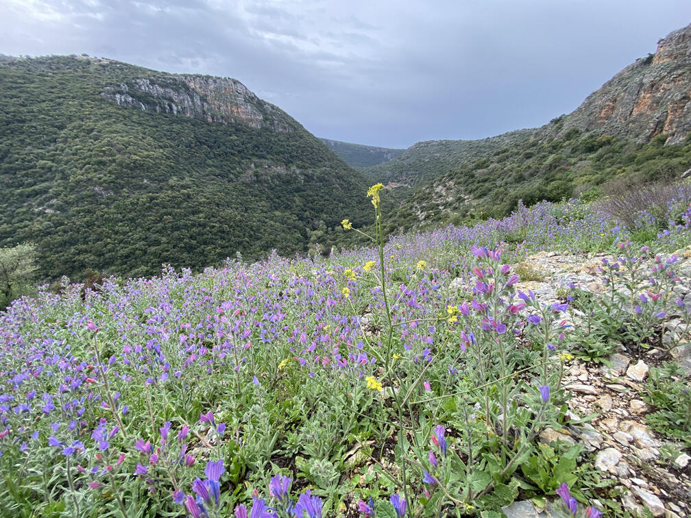 פריחת עכנאי יהודה בדרך אל מערת המקדש