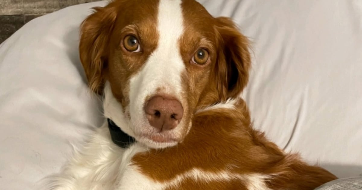 Death of dog in North Grenville believed intentional: OPP