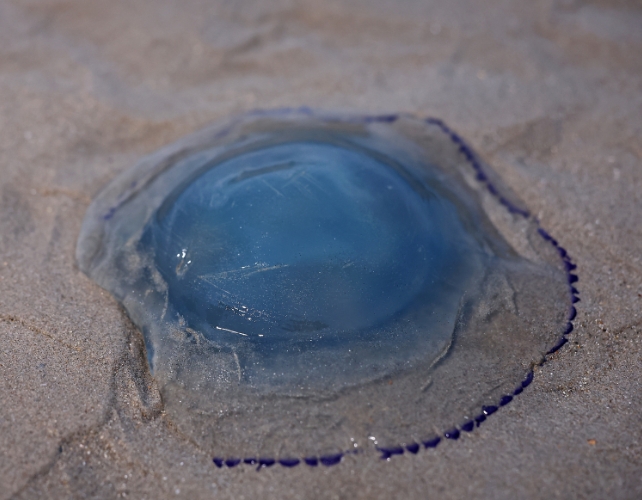 A large blue jellyfish lying on sand