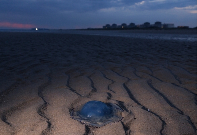 Jellyfish on a dark beach in the foreground, with a nuclear plant visible in the background