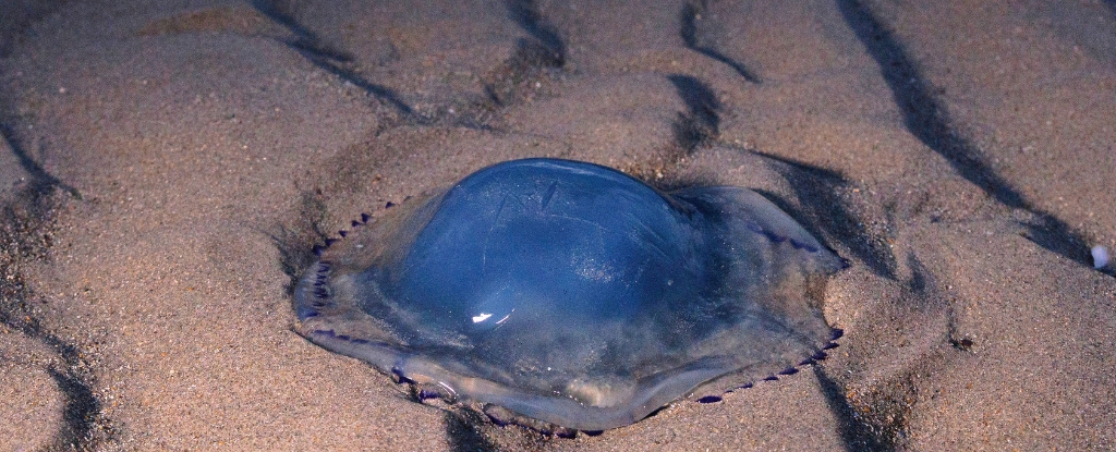 France's Largest Nuclear Plant Was Brought to a Halt ... by Jellyfish : ScienceAlert