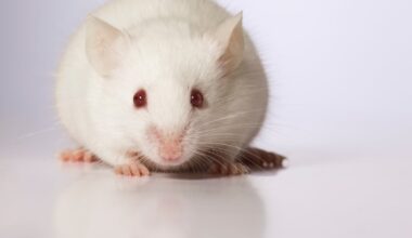 Dublin Lidl store forced to close after rodent droppings and mouse spotted – The Irish Times