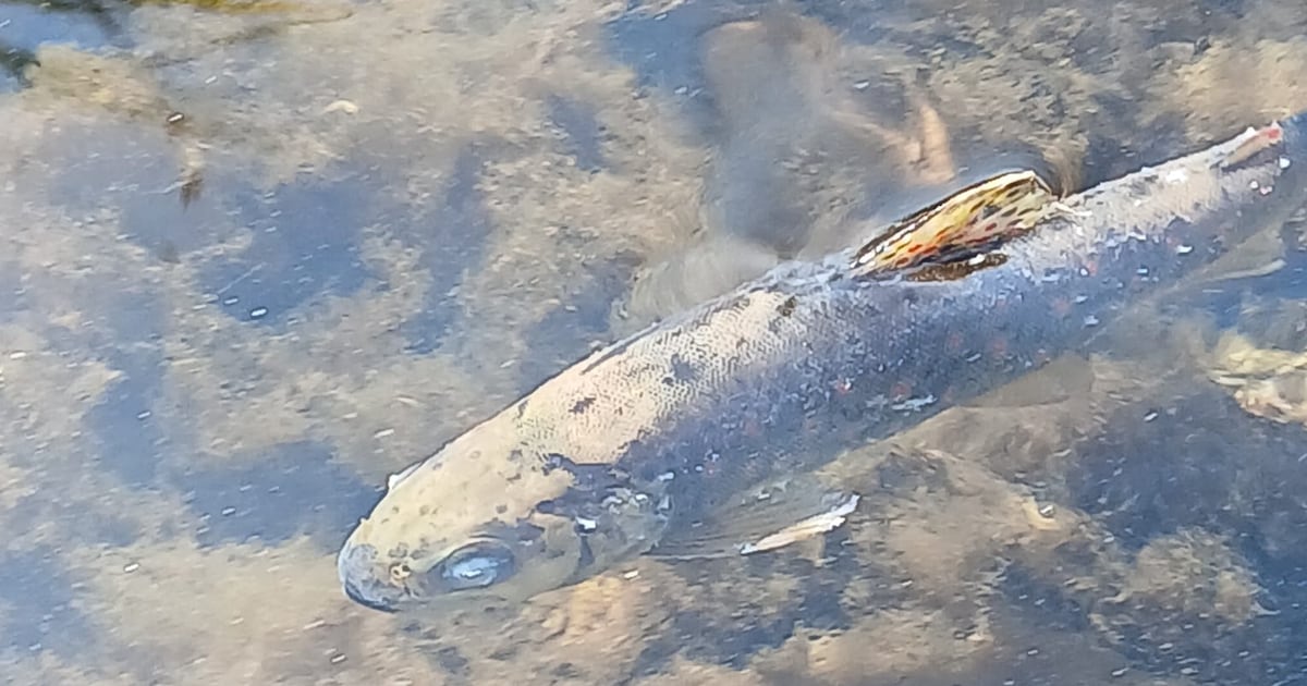 Anglers fear up to 46,000 fish dead after ‘devastating’ kill on Blackwater in Co Cork – The Irish Times