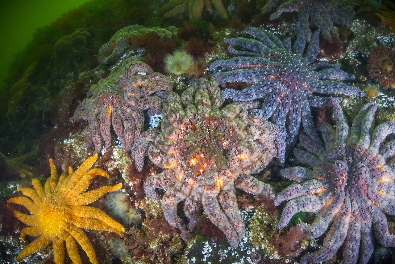 Multiple sea stars line the sea floor