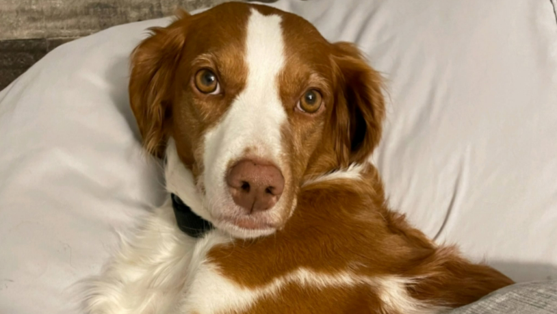 OPP search for answers in death of North Grenville dog