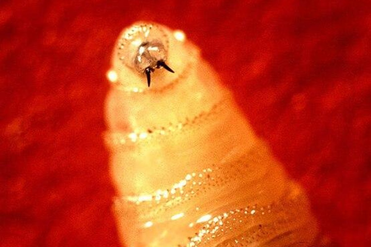 Human case of flesh-eating New World screwworm parasite found in the US - The Independent