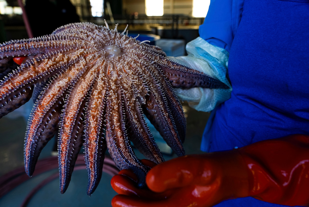 Outstretched hands hold a sea star