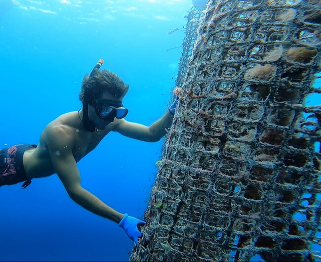 A man inspecting his oyster farm underwater.