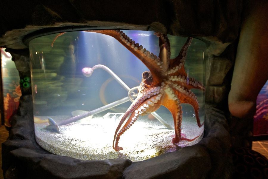 Similar to the one pictured, Cthulhu, a giant Pacific octopus at the San Antonio Aquarium, has about 200 suction cups per arm