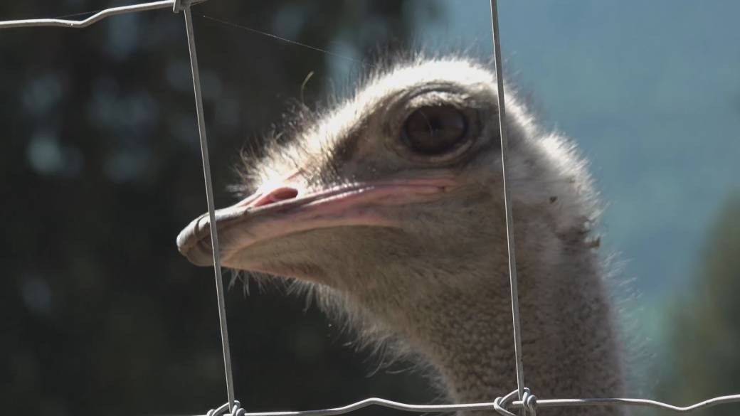Click to play video: 'Supporters flock to B.C. ostrich farm in the wake of upheld cull order'