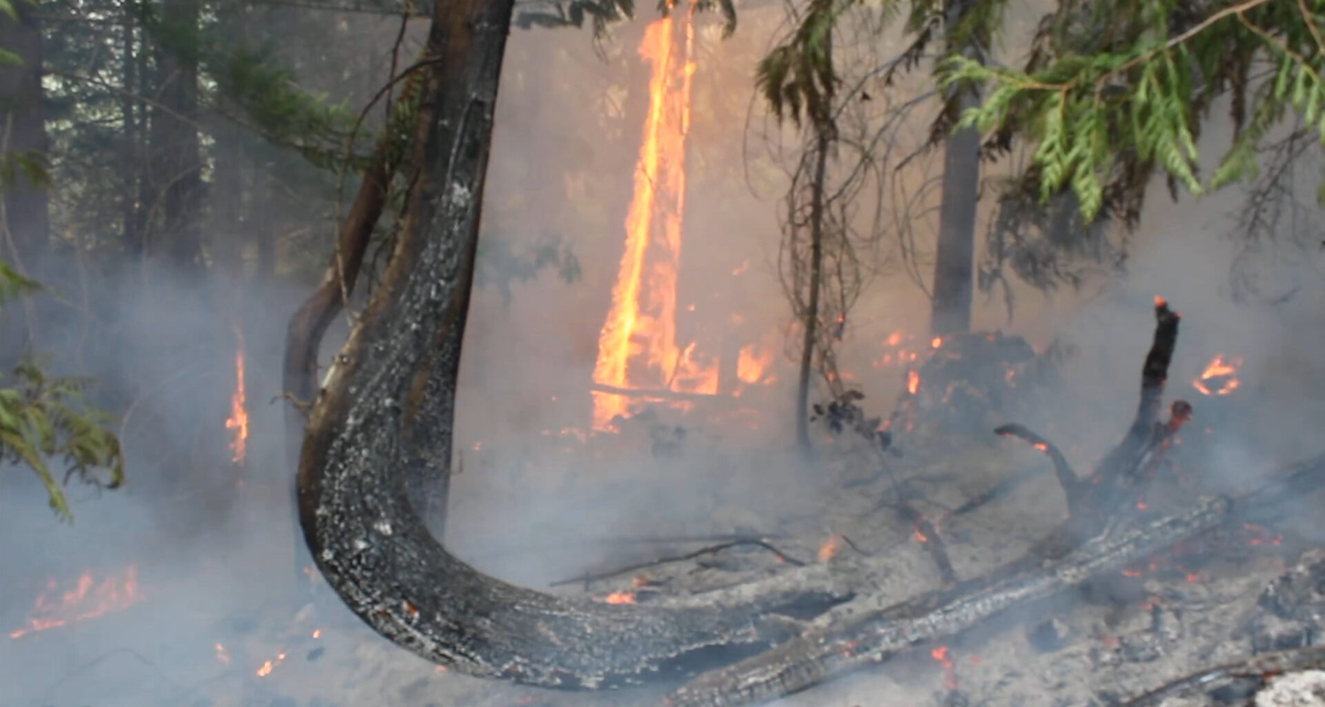 Wesley Ridge wildfire grows to 511 hectares, now designated a 'wildfire of note'