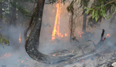 Wesley Ridge wildfire grows to 511 hectares, now designated a 'wildfire of note'