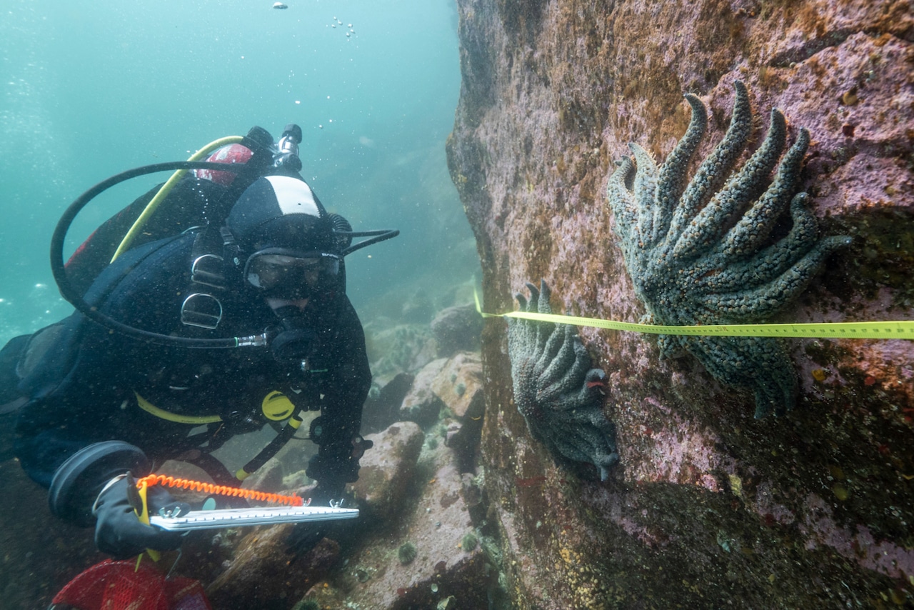 Culprit behind mass sea star deaths along Pacific coast revealed, scientists say