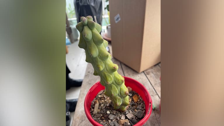 A succulent found at Kirsten Mae Fearn's home nursery.