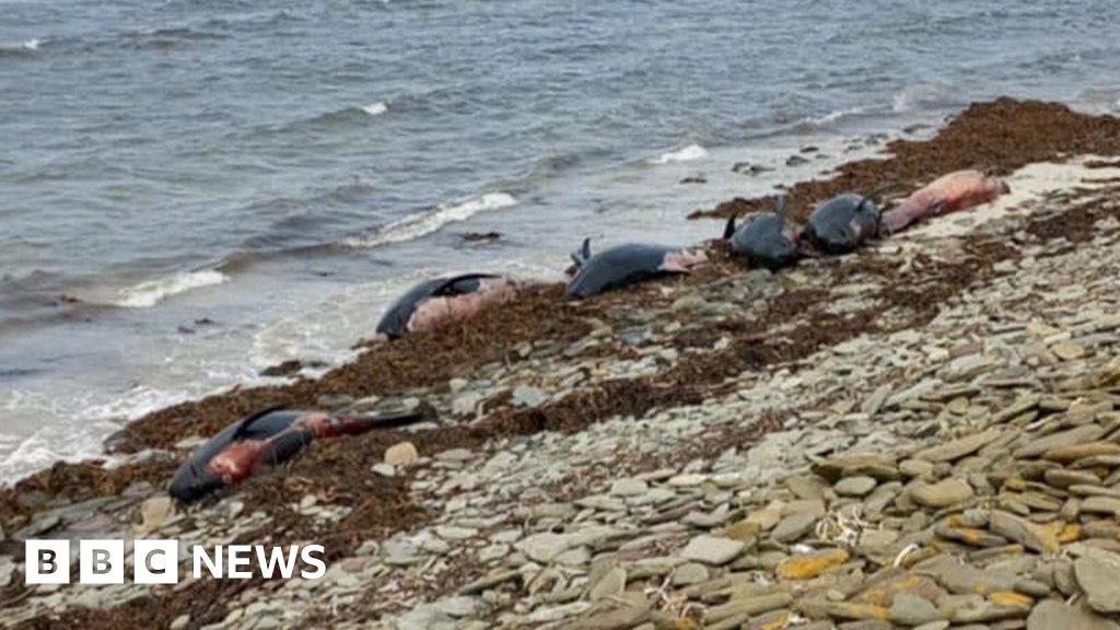 Pod of 23 pilot whales found dead after mass stranding in Orkney