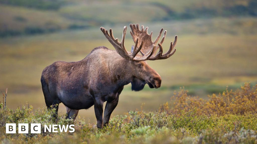 Sandown council backs Wildheart Animal Sanctuary rewilding plans