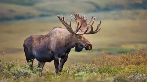 Getty Images An elk stands in a large expanse of land. It has short brown fur and two large scooped antlers coming out the top of its head. Its nose is long, similar to a horse. The animal is surrounded by greenery and stands on ground covered in green hedging which is flowering.