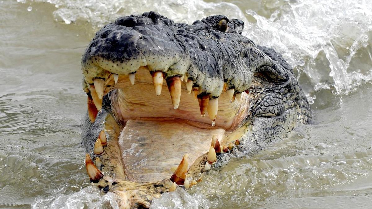Arifuddin: Father brutally killed by crocodile in front of his horrified family