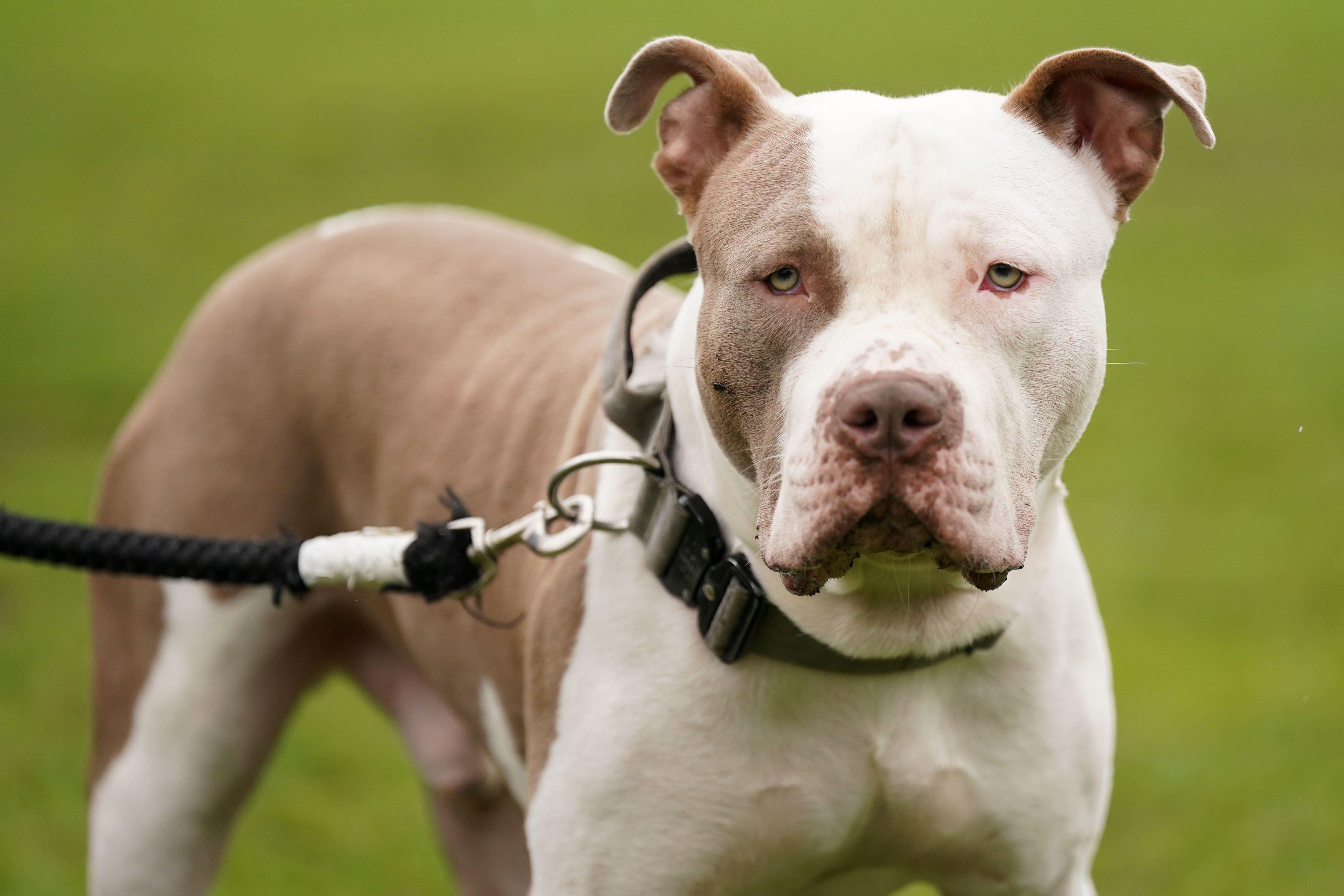 Ownership of XL bully dogs became restricted from February 2024 (Jacob King/PA)