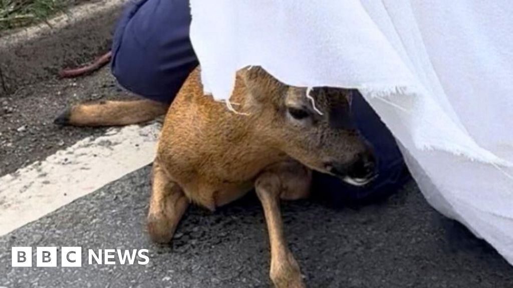 Aylesbury rescue urges drivers to 'slow down' after deer dies