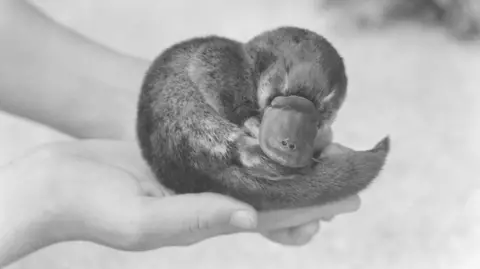 Australian Museum A pair of hands holds a curled-up baby platypus