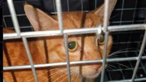 The face of a forlorn looking tabby cat peering out from behind the bars of a small, tight fitting metal cage.