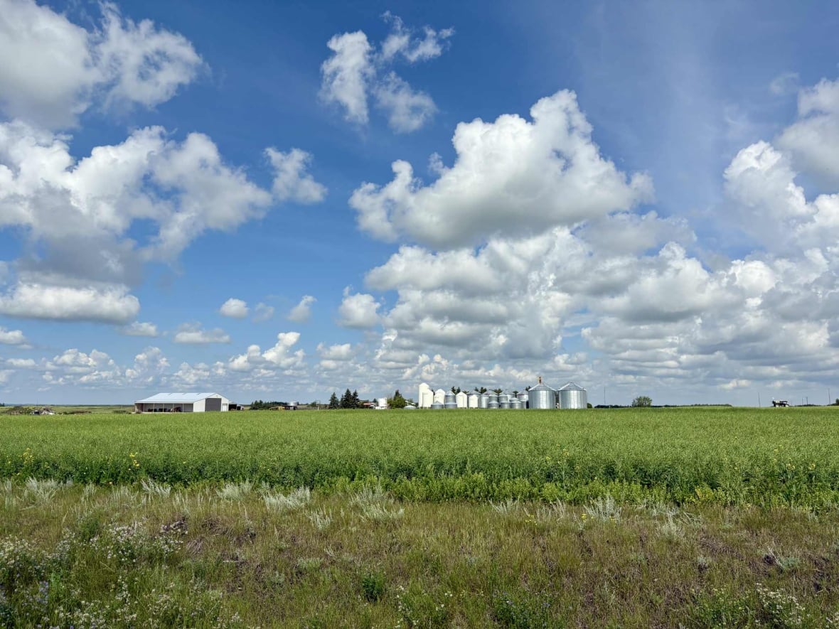 A green canola field. 