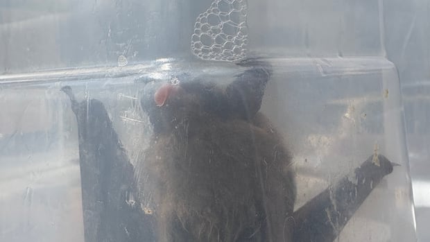 Brantford, Ont., daycare closes temporarily after child finds rabid bat, hands it to worker