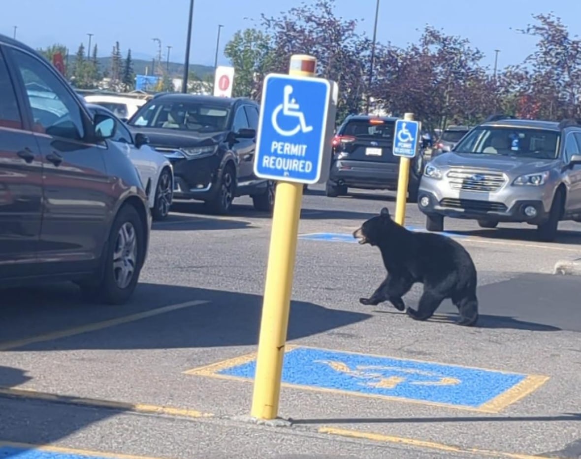 A black bear in a parking lot.