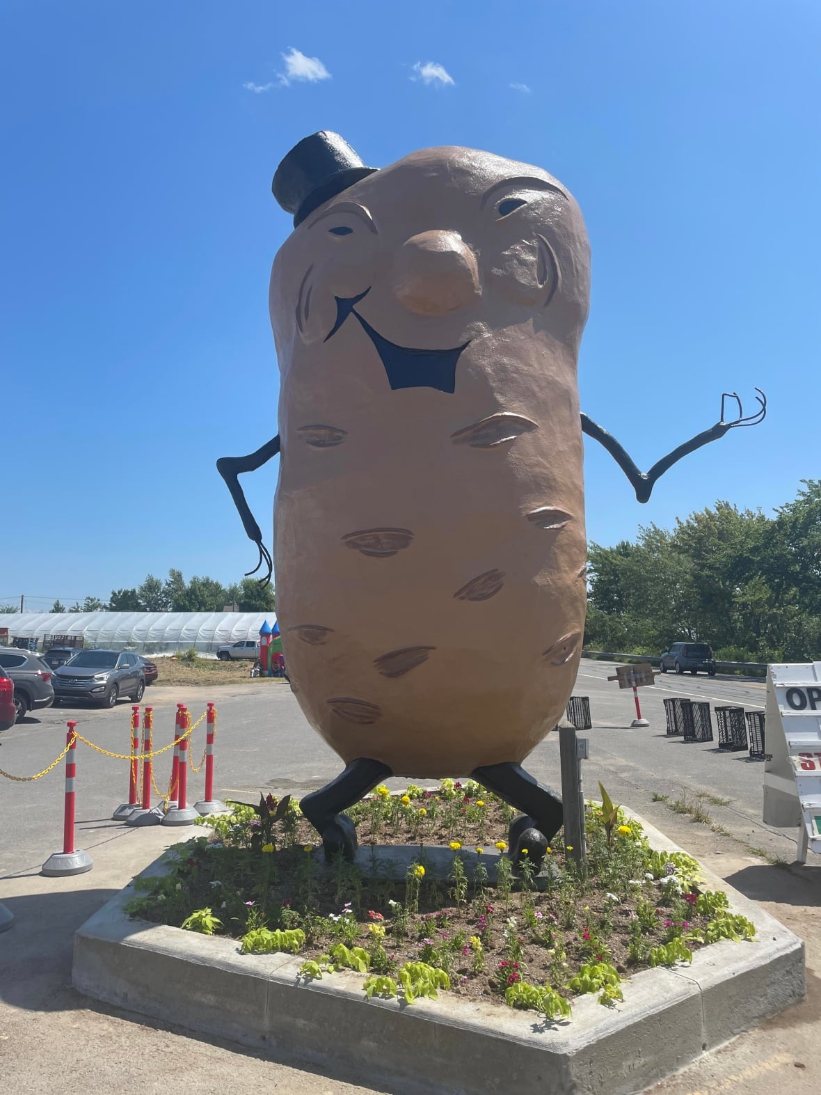 big potato