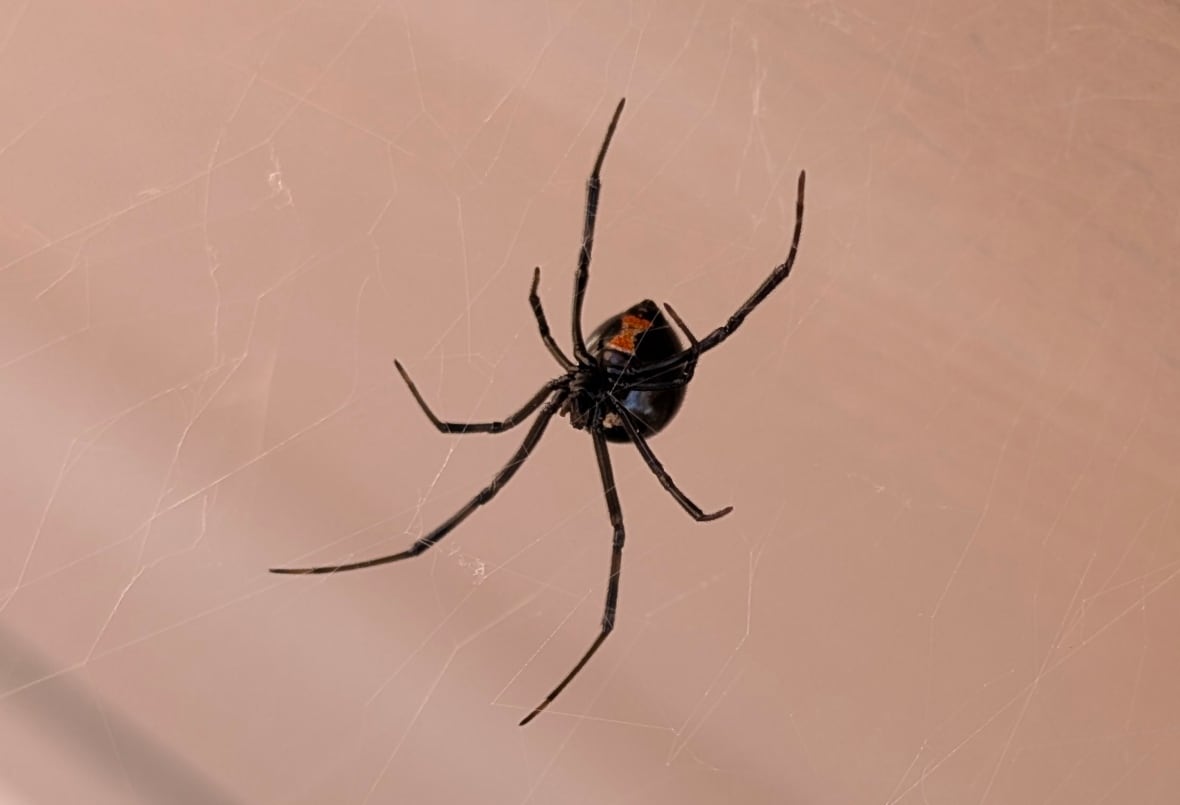 A black widow spider.