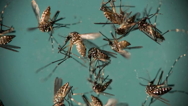 China is fighting an outbreak of the chikungunya virus. What is it?