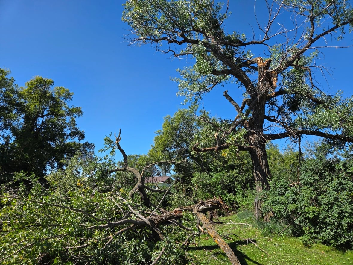 broken trees from a storm