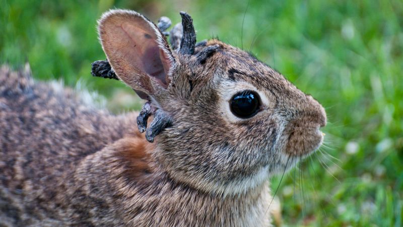Rabbits with ‘horns’ in Colorado are being called ‘Frankenstein bunnies.’ Here’s why