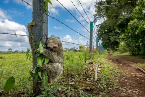 Emmanuel Tardy A brown-throated three-toed sloth grips a barbed wire fence post after a road crossing. The sloth’s claws are wrapped tightly around the concreate post. 
In the background on the left there is a lush green field and to the right is a dirt road with a few trees lined along the side. 
