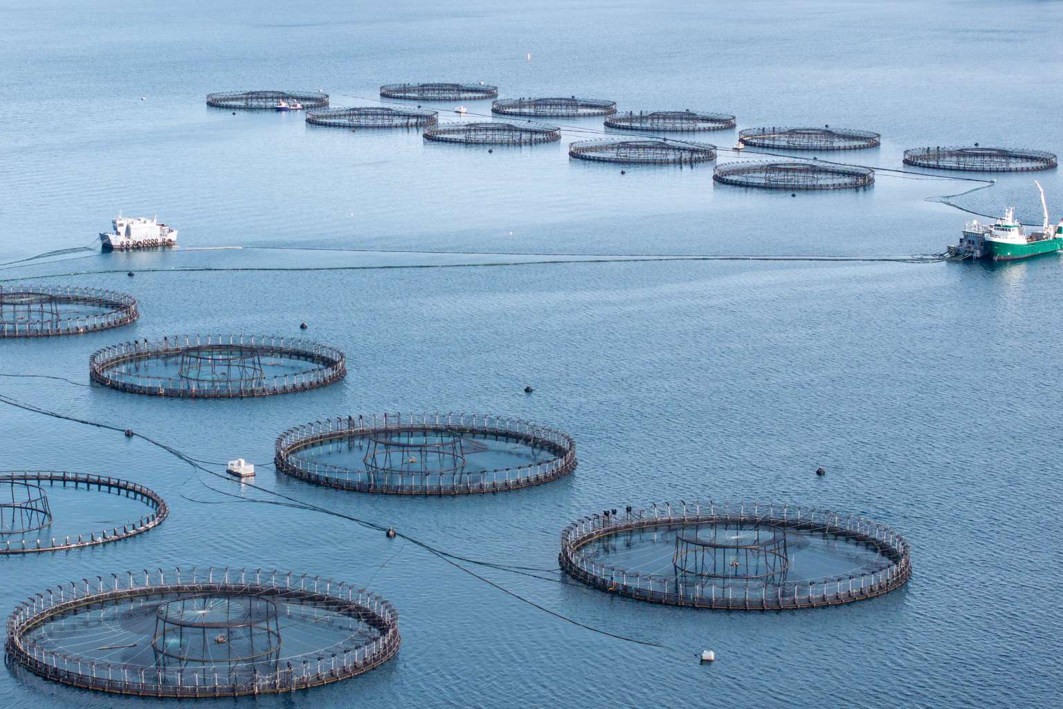 Tasmanian Government halts salmon expansion, starts independent review