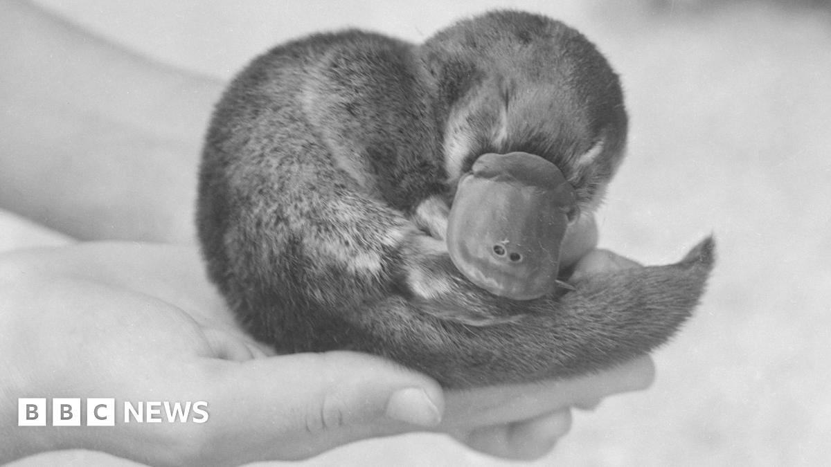 A pair of hands holds a curled-up baby platypus