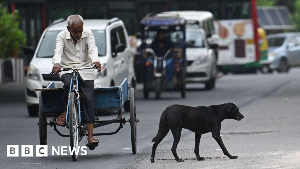 India's top court orders officials to move stray dogs to shelters in Delhi