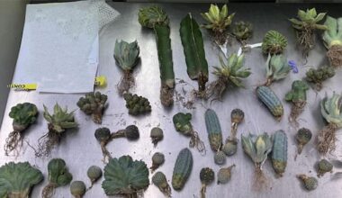 Australian Customs make prickly find in lingerie package