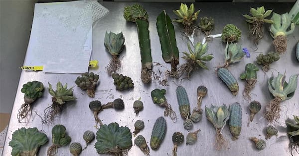 Australian Customs make prickly find in lingerie package
